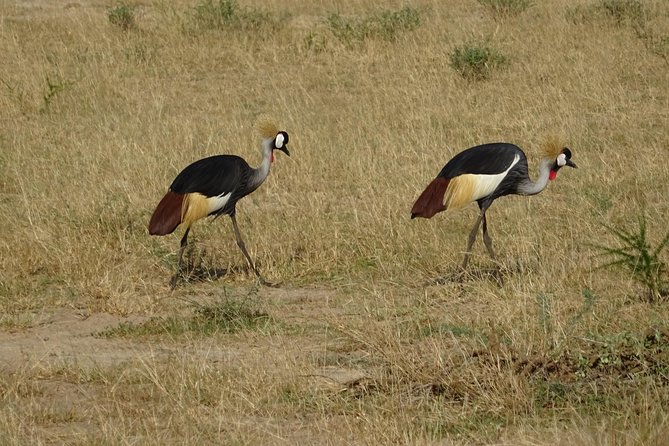 3 Days Murchison falls park Uganda - Accommodation, meals, and what the $800 includes