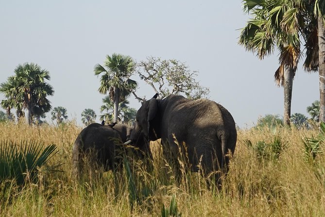 3 Days Murchison falls park Uganda - Who should book this safari?