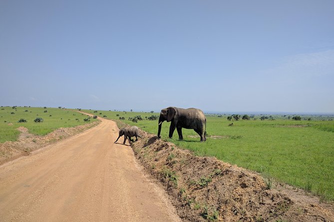 3 Days Murchison falls park Uganda - Day two: game viewing inside Murchison Falls