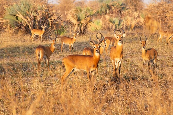 3 days Murchison falls safari - Day 2: the game drive and the big five