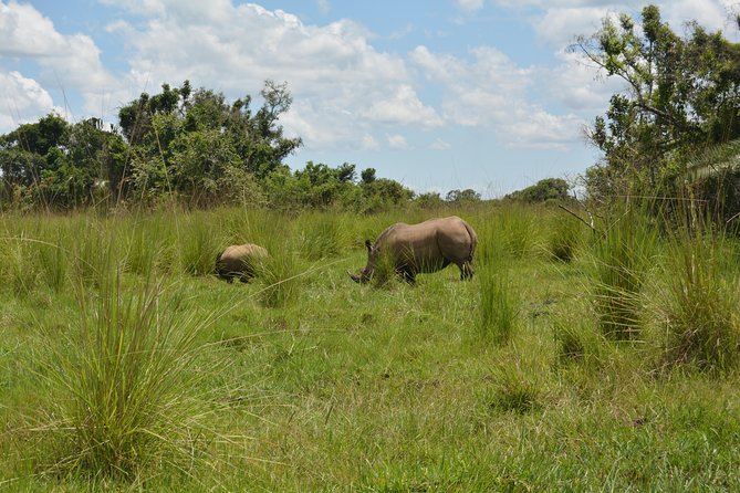 3-Days Murchison Falls Vacation Including Big 5 Sighting! - Day 1: From Entebbe Airport to the park