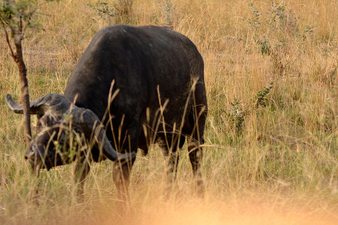 3 Days Murchison Falls Wildlife Safari - The five details that shape this safari