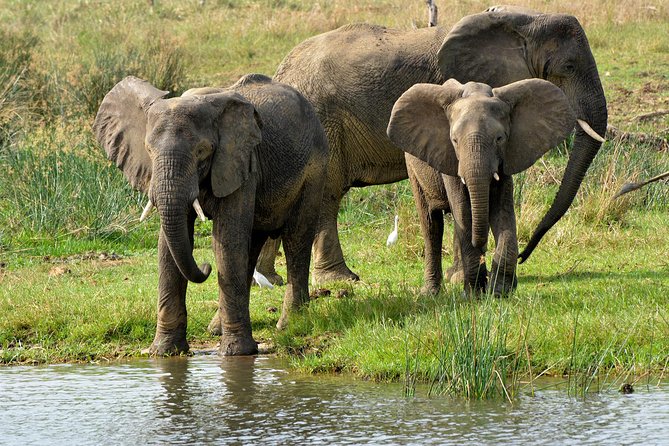 3 Days Murchison Falls Wildlife Safari - Day one: Ziwa rhinos and the first view of the falls