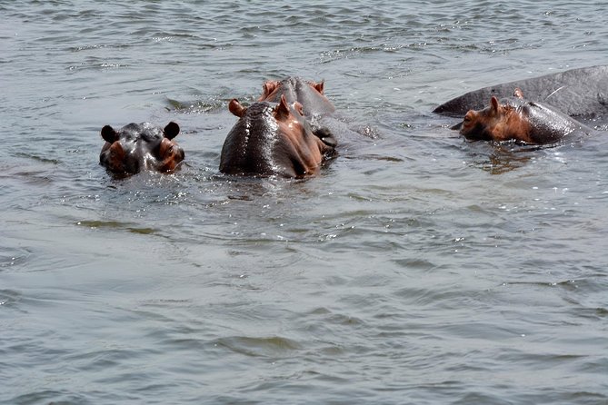 3 Days Murchison Falls Wildlife Safari - Day three: one last look at the falls