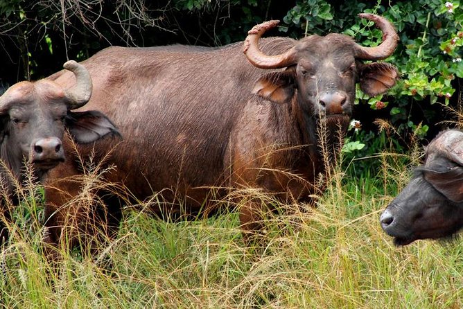 3 Days Murchison Falls Wildlife Safari - Who should book this Murchison Falls safari?