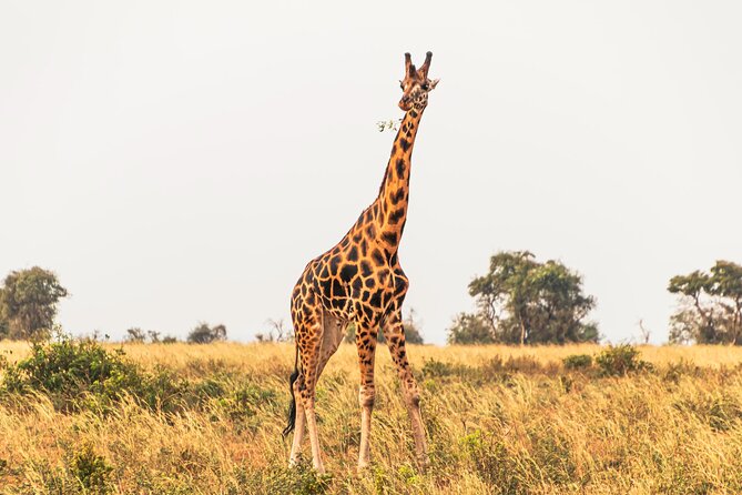 3 Days Private Tour in Murchison Falls National Park - Why Murchison Falls deserves three days