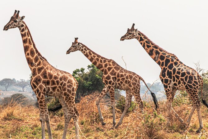 3 Days Private Tour in Murchison Falls National Park - Private transport and the pace of the trip