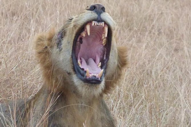 3 days Queen Elizabeth National Park Uganda Safari - What the three days are really like