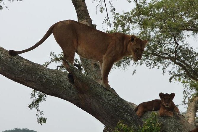 3 days Queen Elizabeth National Park Uganda Safari - Day 1: The equator and the Kazinga Channel