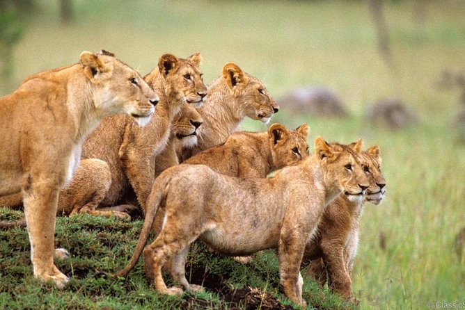 3-Days Safari to Murchison Falls National Park with Rhino Sanctuary hike - Key details to know before booking