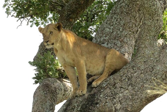 3-Days Safari to Murchison Falls National Park with Rhino Sanctuary hike - Why this Uganda safari is worth your time