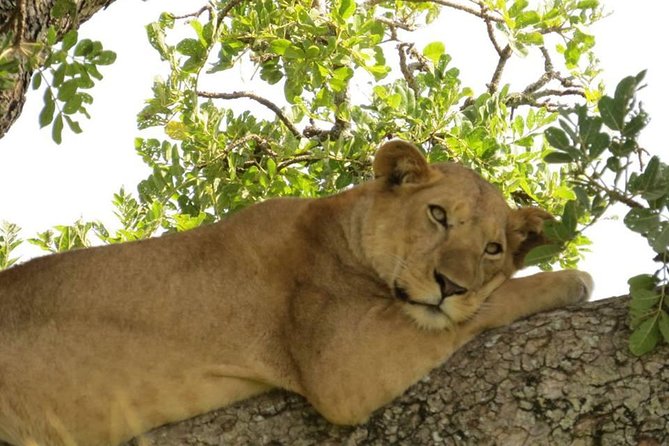 3-Days Safari to Murchison Falls National Park with Rhino Sanctuary hike - Accommodation, meals, and what the price really covers