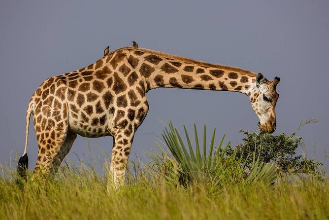 3-Days Safari to Murchison Falls National Park with Rhino Sanctuary hike - Day 2: Delta wildlife and the Nile cruise