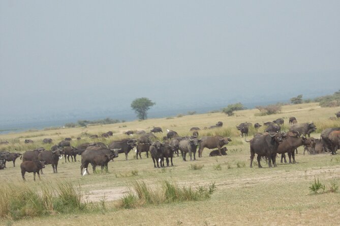 3 Days Trip To Murchison Falls - Leaving Kampala for Murchison Falls