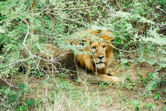 3 Days Trip To Murchison Falls - Seeing the top and bottom of the falls