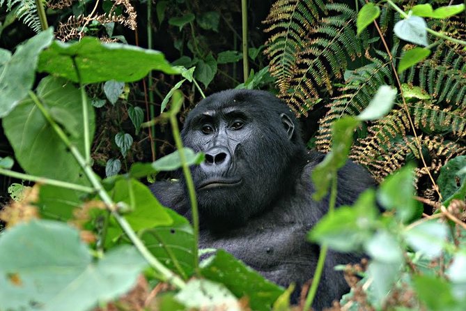 3 days Uganda Gorilla safari tour with relaxation on Lake Bunyonyi - Why this short Uganda safari works
