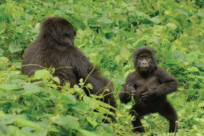 3 days Uganda Gorilla safari tour with relaxation on Lake Bunyonyi - Lake Bunyonyi: A welcome change of pace