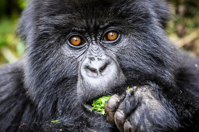 3 days Uganda Gorilla safari tour with relaxation on Lake Bunyonyi - Day 3: Breakfast, swimming, and the road back north