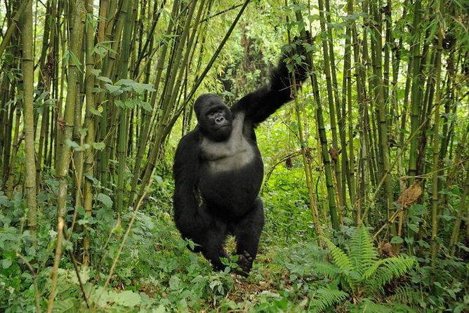 3 days Uganda Gorilla safari tour with relaxation on Lake Bunyonyi - Who should book this experience?