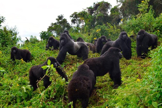 3 days Uganda Gorilla safari tour with relaxation on Lake Bunyonyi - Day 1: From Entebbe through the Equator to Bwindi