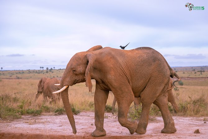 3 Days Wild Tour Queen Elizabeth National Park Safari Uganda - What this three-day Uganda safari is really like