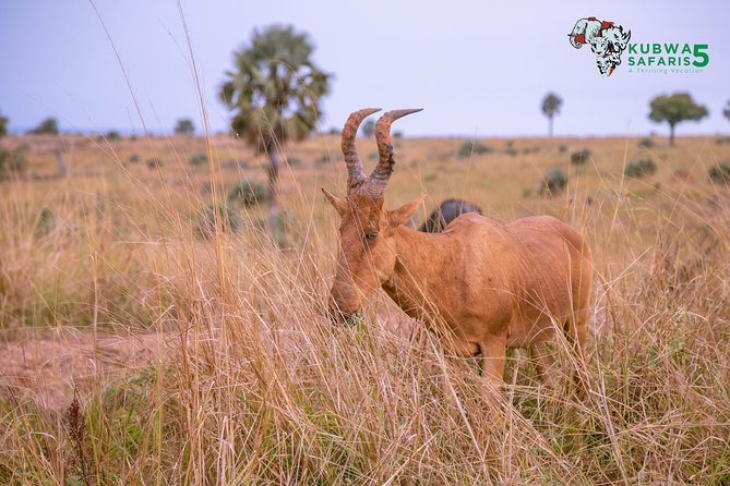 3 Days Wild Tour Queen Elizabeth National Park Safari Uganda - The Equator stop in Kayabwe, Masaka