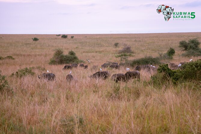 3 Days Wild Tour Queen Elizabeth National Park Safari Uganda - Meals, vehicles, and comfort