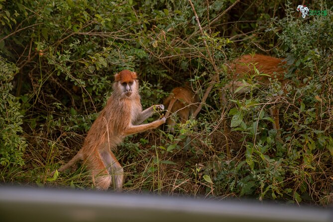 3 Days Wild Tour Queen Elizabeth National Park Safari Uganda - Is $1,300 per person good value?