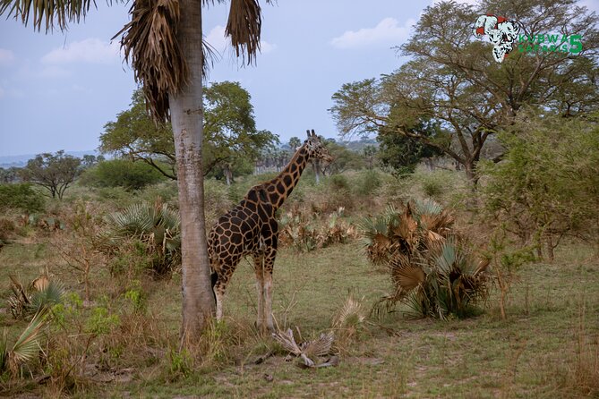 3 Days Wild Tour Queen Elizabeth National Park Safari Uganda - Day 1: Airport arrival, Kampala, and the first night