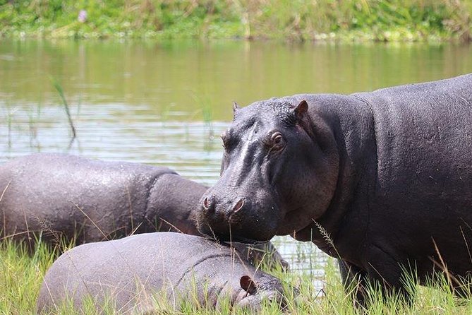 4 Day Gorilla and Wildlife Safari in Uganda - Five things to know before you go