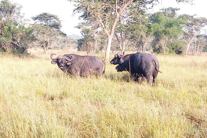4 Day Gorilla and Wildlife Safari in Uganda - What this four-day Uganda route really offers