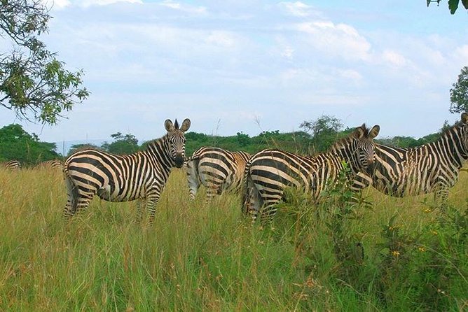 4 Day Gorilla and Wildlife Safari in Uganda - Food, transport, and the private format