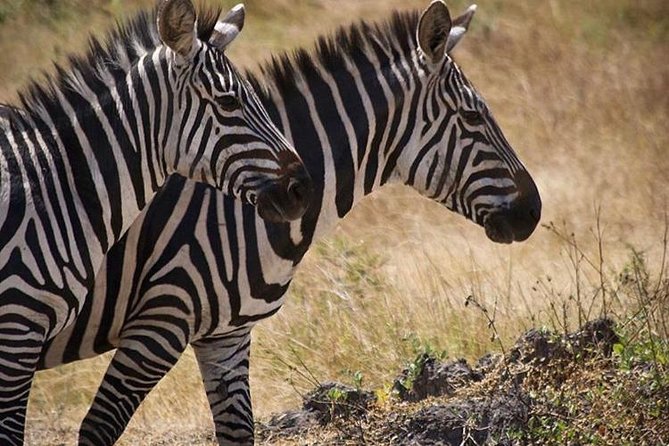 4 Day Gorilla and Wildlife Safari in Uganda - Who will enjoy this safari most