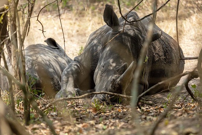 4 Day Gorilla and Wildlife Safari in Uganda - Booking value and final decision