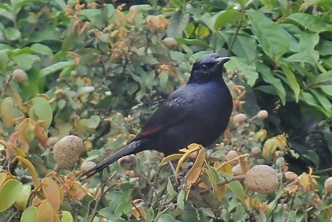 4 Day Gorilla and Wildlife Safari in Uganda - Day 1: From Entebbe to Queen Elizabeth National Park