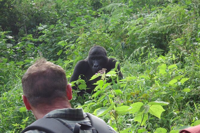 4-Day Gorilla & Chimpanzee Trekking Luxury Fly-in Tour in Uganda - Why this short Uganda trip works