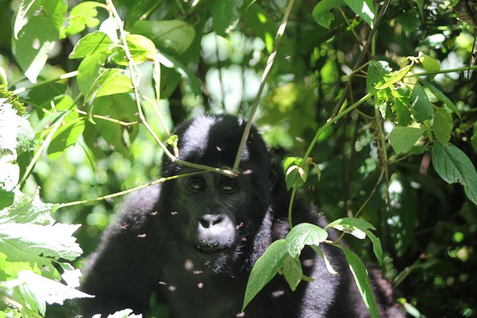 4 Day Gorilla Trekking & Golden Monkeys - Why This Four-Day Uganda Safari Works