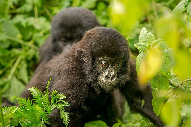 4 Day Gorilla Trekking & Golden Monkeys - Day 3: Mgahinga and the Golden Monkey Trek