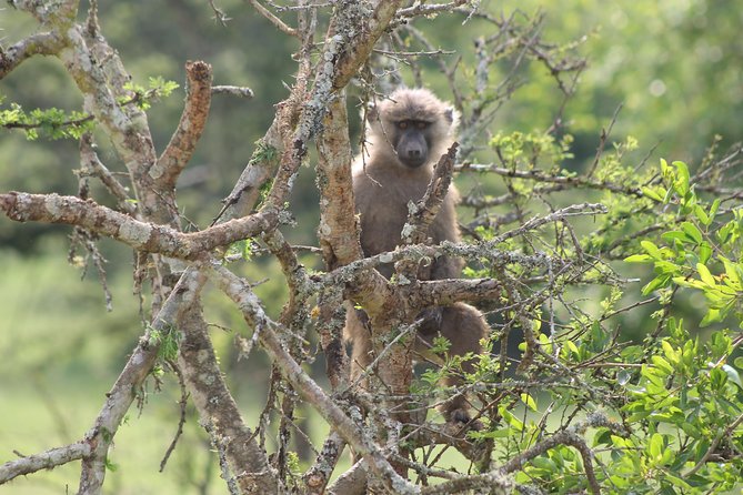 4 Day Gorilla Trekking & Golden Monkeys - Guides, Communication, and Private Transport