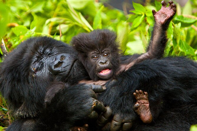 4 Day Gorilla Trekking & Golden Monkeys - Day 2: The Bwindi Gorilla Trek Begins at 7 a.m.
