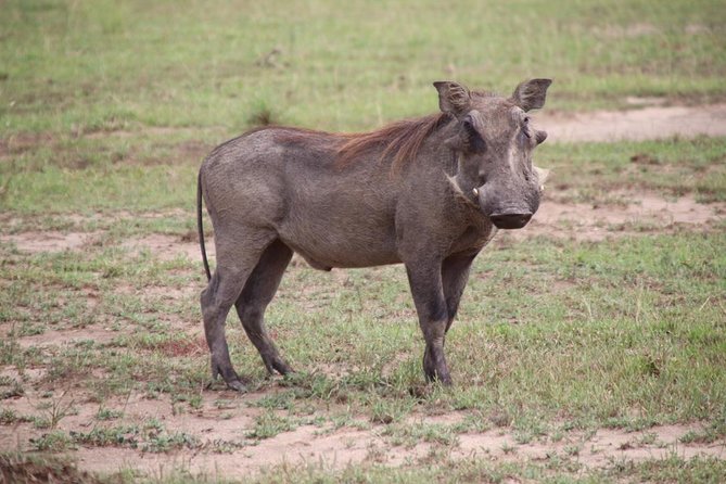 4-Day Gorillas, Wildlife and Chimpanzee Trek at Kalinzu Forest - Key things to know before booking
