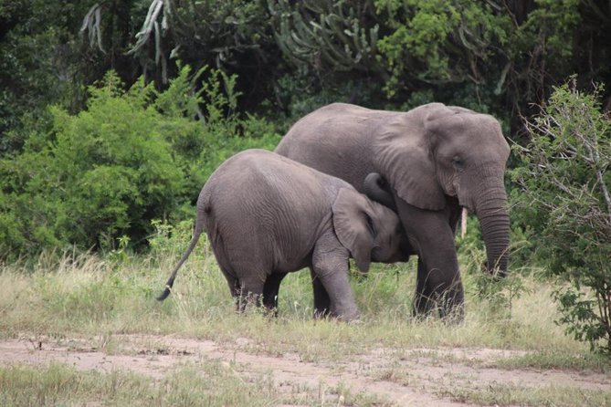 4-Day Gorillas, Wildlife and Chimpanzee Trek at Kalinzu Forest - Day 3: Queen Elizabeth National Park and the Kazinga Channel