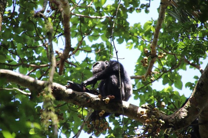 4-Day Gorillas, Wildlife and Chimpanzee Trek at Kalinzu Forest - Eco-conscious travel with a practical benefit