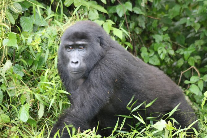 4 Day Gorillas, Wildlife and Chimpanzee Trek at Kibale - Fort Portal crater lakes add a welcome change of scenery