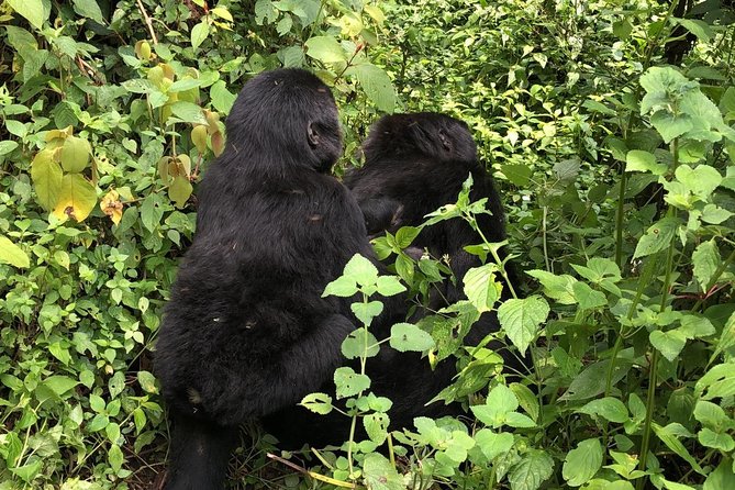 4 Day Gorillas, Wildlife and Chimpanzee Trek at Kibale - Day 3: Lions and elephants on the Kasenyi Plains