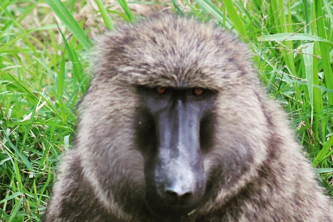 4 Day Gorillas, Wildlife and Chimpanzee Trek at Kibale - Day 2: Chimpanzees in Kibale Forest