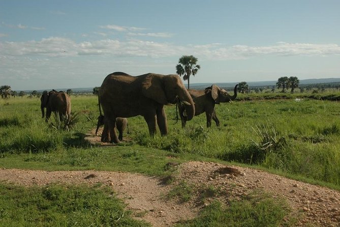 4-Day Kidepo Valley National Park Flight Safari (Luxury) - Why Flying to Kidepo Changes the Trip