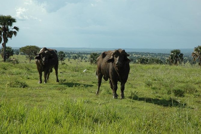 4-Day Kidepo Valley National Park Flight Safari (Luxury) - Day Two: Narus Valley Wildlife and a Sunset Drive