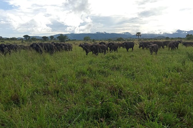 4-Day Kidepo Valley National Park Flight Safari (Luxury) - Day Three: Hot Springs, Ostriches, and a Guided Walk