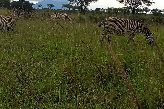 4-Day Kidepo Valley National Park Flight Safari (Luxury) - What the Private Format Really Gives You